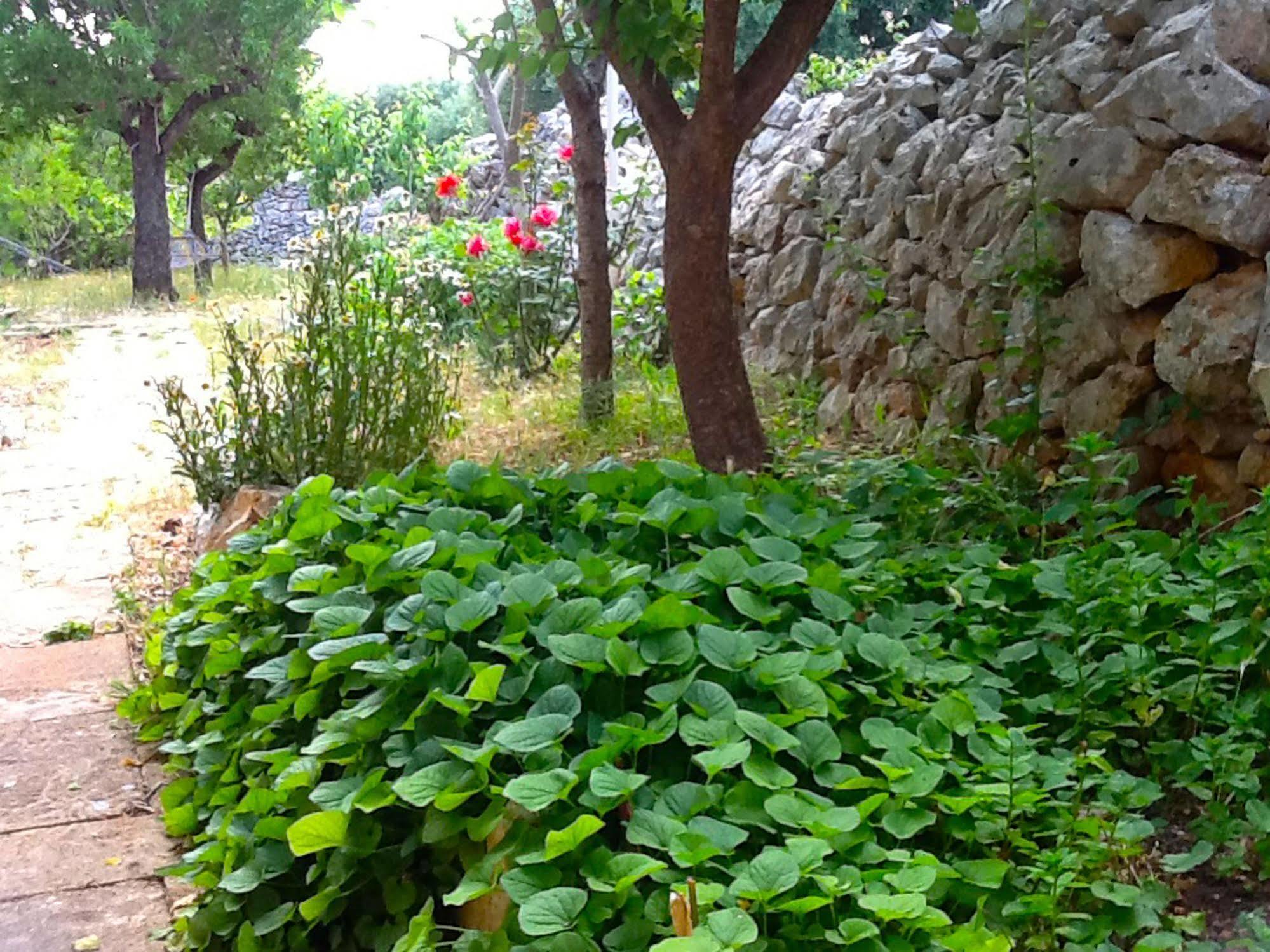 Masseria Nenetta Bed And Breakfast โมโนโปลี ภายนอก รูปภาพ